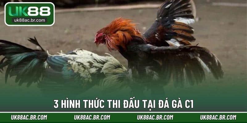 3 hình thức thi đấu tại đá gà C1