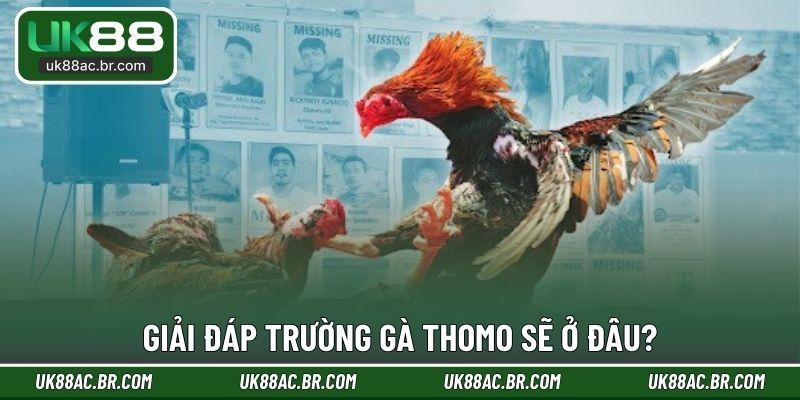 Giải đáp trường gà Thomo sẽ ở đâu?