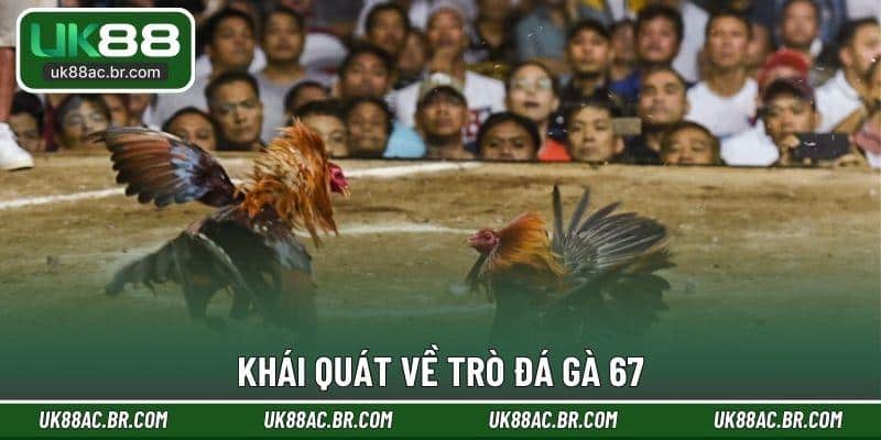 Khái quát về trò đá gà 67
