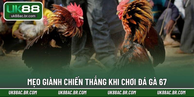 Mẹo giành chiến thắng khi chơi đá gà 67