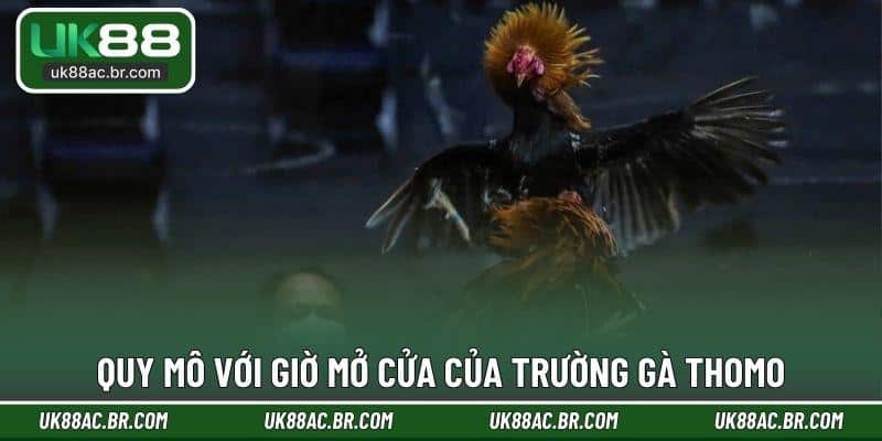 Quy mô với giờ mở cửa của trường gà Thomo