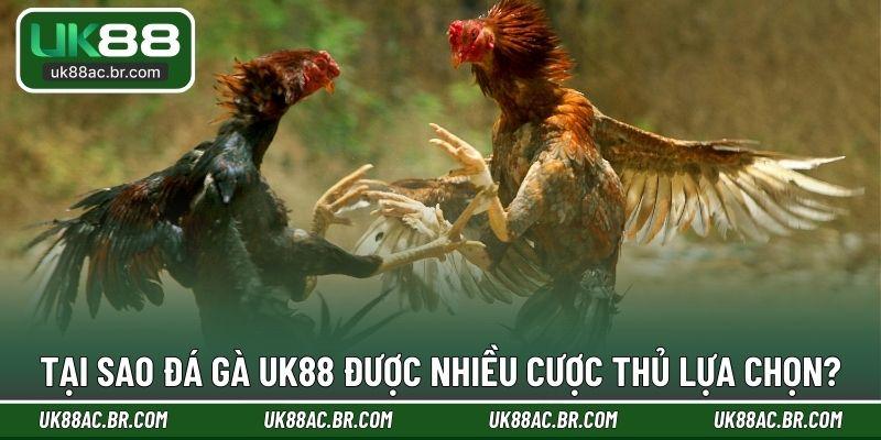 Tại sao đá gà UK88 được nhiều cược thủ lựa chọn?