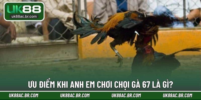 Ưu điểm khi anh em chơi chọi gà 67 là gì?