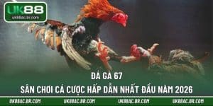 đá gà 67