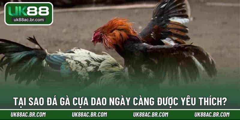 Tại sao đá gà cựa dao ngày càng được yêu thích?