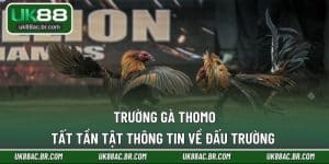 trường gà thomo