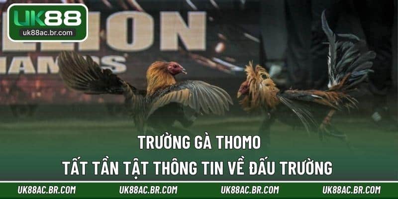 trường gà thomo